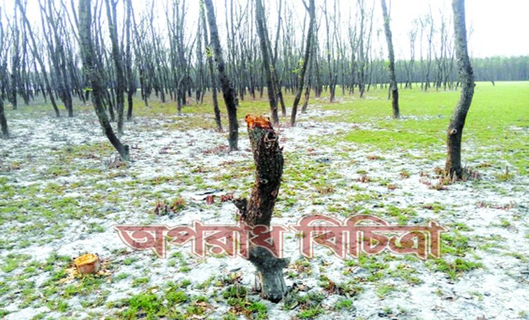 বৃক্ষ নিধন করে শিপইয়ার্ড গড়ে তোলার পরিকল্পনা