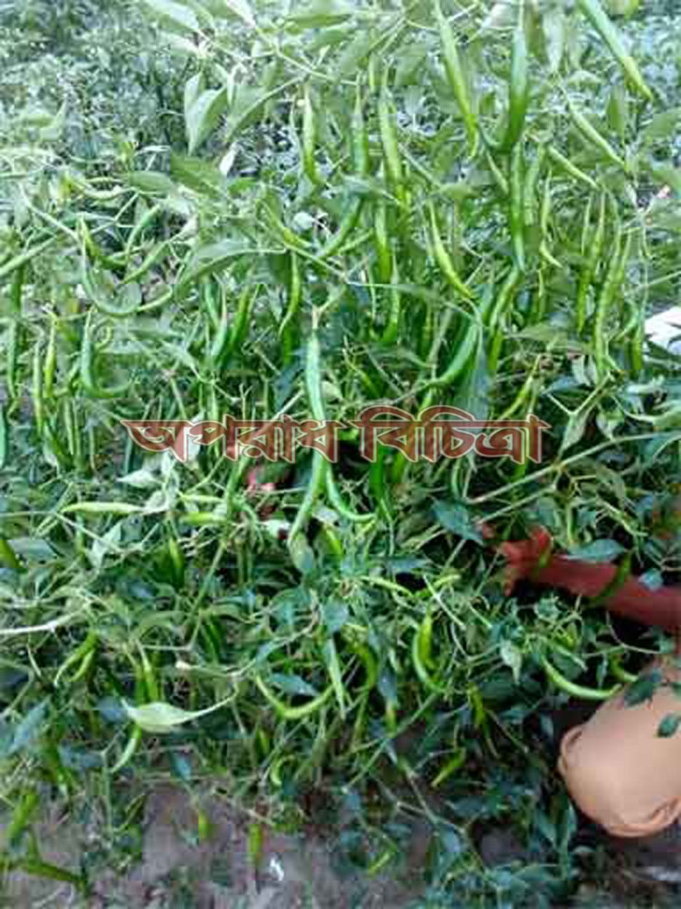 মরিচ চাষে স্বাবলম্বী হয়ে উঠছেন এখন রংপুর অঞ্চলের চাষীরা
