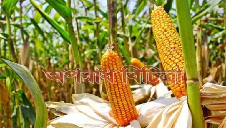 কৃষকরা গমের চেয়ে ভুট্টা চাষে আগ্রহী