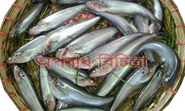 বাংলাদেশের পাবদাই সকালে ধরে বিকেলের মধ্যে চলে যাচ্ছে ভারতে