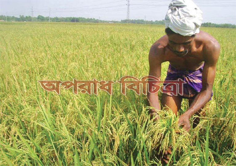 কৃষিতে বাংলাদেশের সাফল্য এখন রীতিমতো ঈর্ষণীয়