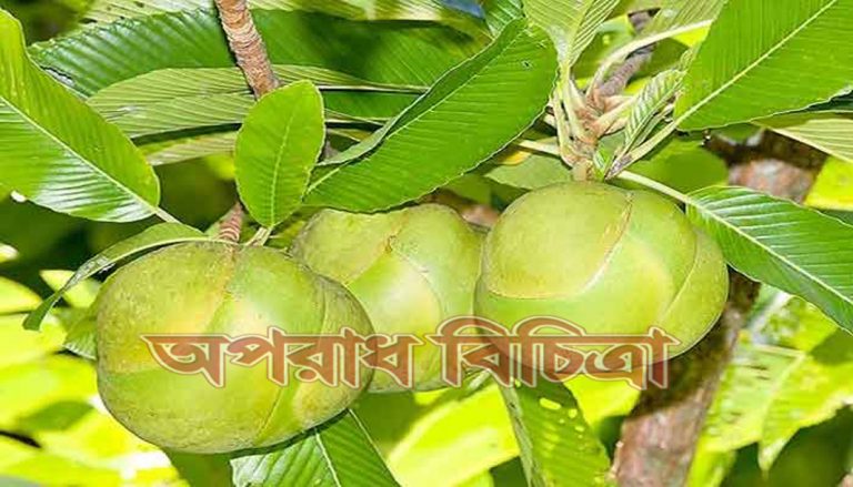 জেনে নিন আয়রনের অভাব দূর করতে চালতার উপকারিতা