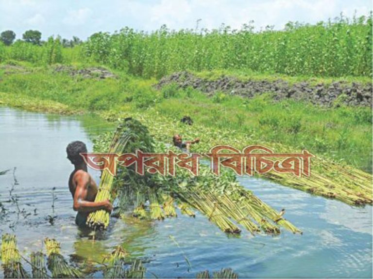 কৃষক পাটের প্রকৃত দাম না পেয়ে বঞ্চিত হচ্ছে
