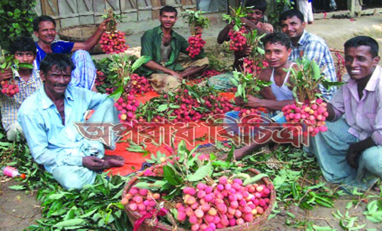 বাঁশখালী উপজেলাজুড়ে চলছে লিচু উৎসব