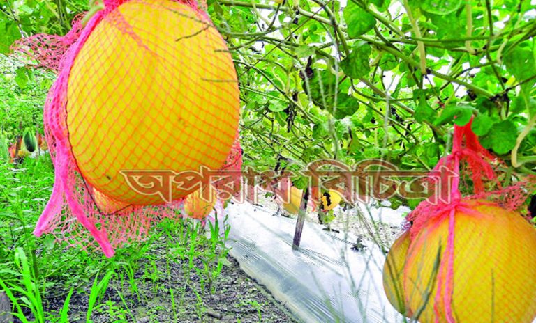 হলুদ জাতের তরমুজের চাষ