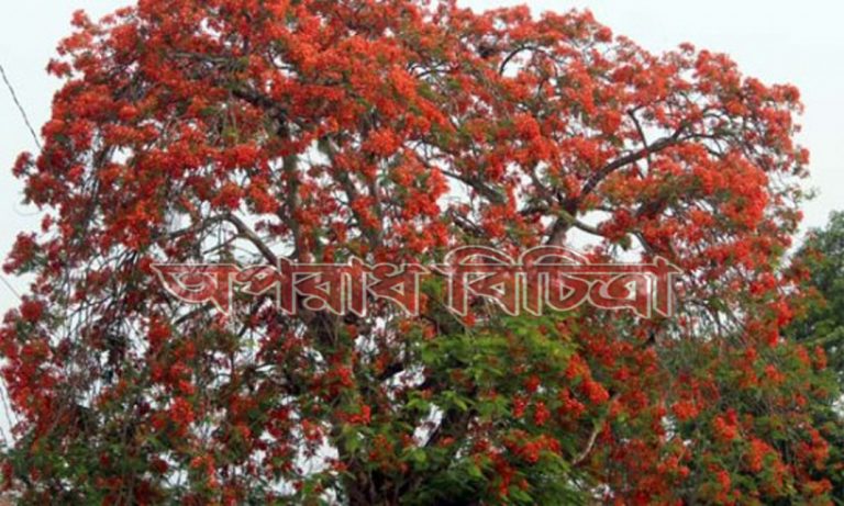 চোখ ধাঁধানো রক্তিম টুকটুকে লালে সেজেছে প্রকৃতি
