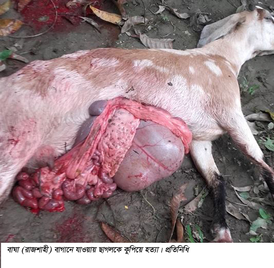রাজশাহীর বাঘায় ছাগলকে কুপিয়ে হত্যার অভিযোগ