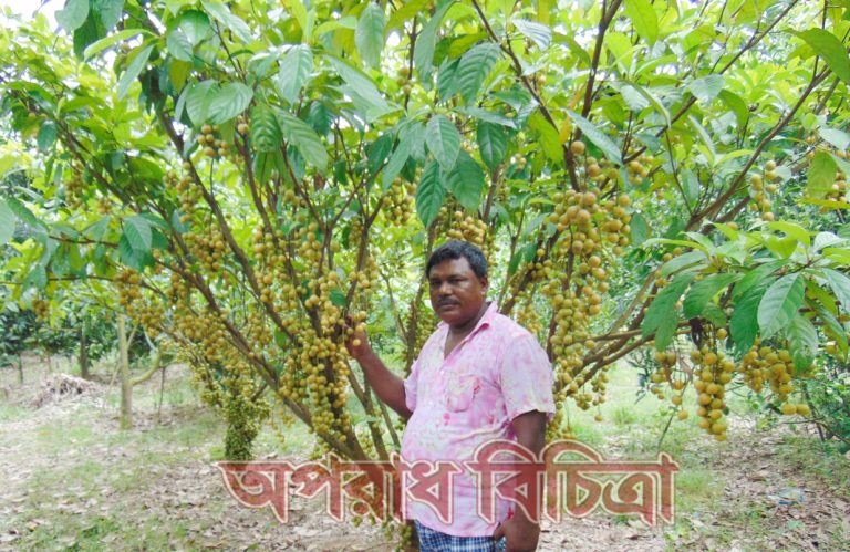চুনারুঘাটে জনপ্রিয় হচ্ছে ব্যক্তিগত উদ্যোগে আম ও লটকন চাষ