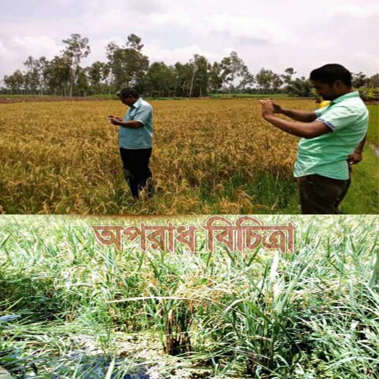 ঠাকুরগাঁওয়ে বোরো ধান গাছের গোড়া থেকে নতুন ধান উৎপাদন
