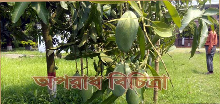 বছরে তিনবার ফল দেবের আম গাছ আবিষ্কার