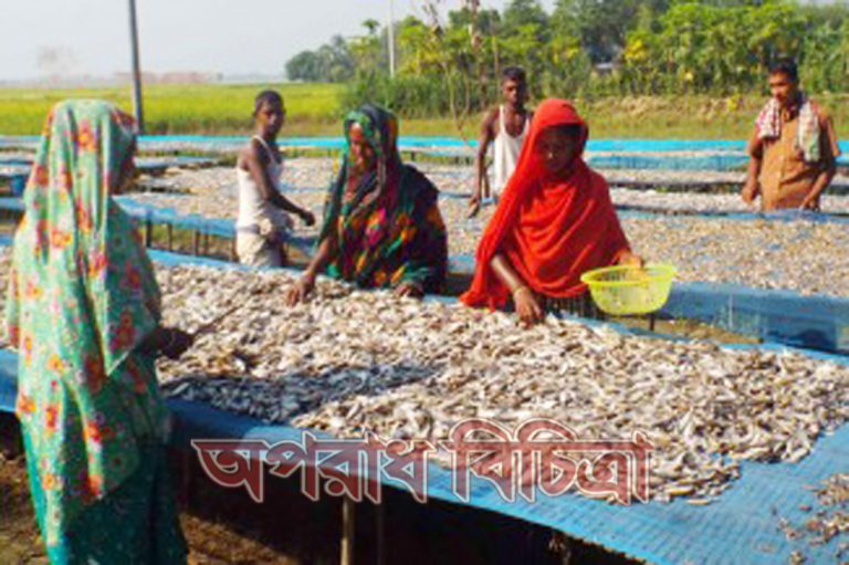 পাবনার শুটকি মাছ রফতানি হচ্ছে ইউরোপ ও মধ্যপ্রাচ্যে
