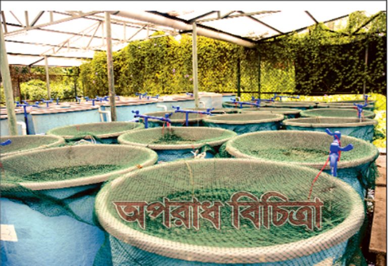 বাসাবাড়িতে মাছ চাষ