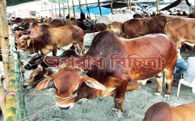 পর্যাপ্ত কোরবানীর পশু ইতোমধ্যে উঠে গেলেও বেচা কেনা  জমে উঠেনি