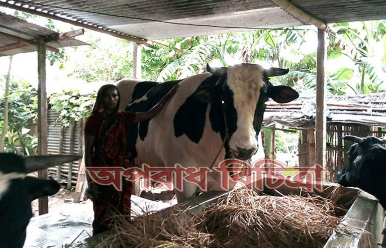 সাটু‌রিয়ার রাজা বাবুর দাম ২৫ লাখ