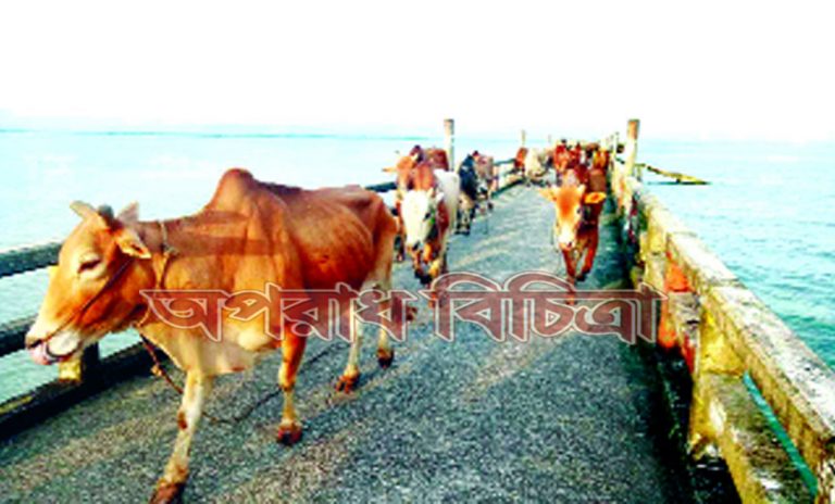 মিয়ানমার থেকে রেকর্ডসংখ্যক গবাদি পশু আমদানিতে স্বস্তি ফিরেছে কোরবানির হাটে