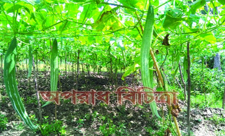 গ্রাম ছেড়ে পাহাড়ি এলাকায় গিয়ে সবজি চাষ করছেন তরুণ কৃষকরা
