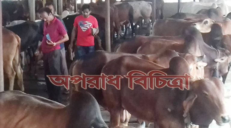 প্রাকৃতিক পদ্ধতিতে গরু মোটা-তাজা করা হয় মেডিসিন দিয়ে নয়