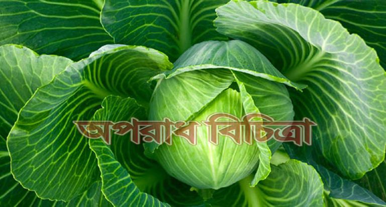 জেনে নিন ক্যান্সার ঠেকাতে বাঁধাকপির গুনাবলী