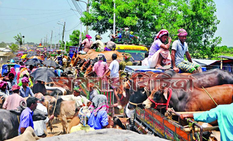 ব্যবসায়ী, ট্রাকচালক-হেলপারদের পাশাপাশি পশুগুলো যেন জিম্মি এই চাঁদাবাজদের কাছে