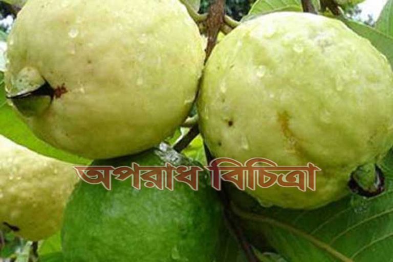 অনেকের প্রিয় ফল পেয়ারা চিনিমুক্ত হয়ে ফলবে