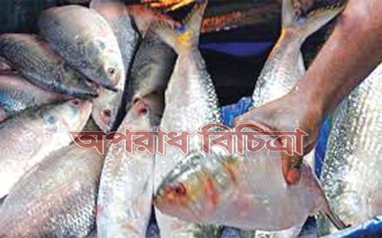ইলিশের সাফল্য ধরে রাখতে মৎস্য অধিদপ্তরসহ সকল মহলের এগিয়ে আসা উচিত