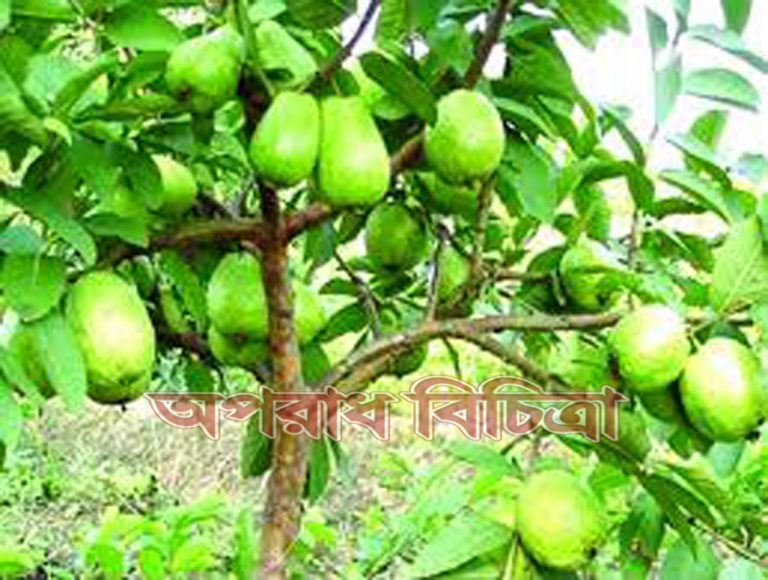 জেনে নিন কোষ্ঠকাঠিন্য দূর করতে পেয়ারার উপকারিতা