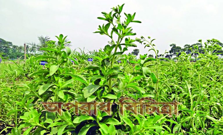 অচিরেই দেশের লাখ লাখ ডায়াবেটিক রোগীর জন্য আশীর্বাদ হয়ে আসবে এই ভেষজ উদ্ভিদটি