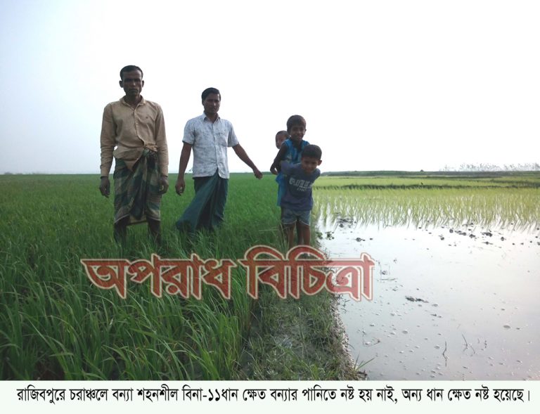রাজিবপুর চরাঞ্চলে বন্যা শহনশীল বিনাধান -১১ চাষ করে আশায় বুকবাঁধছে কৃষকরা