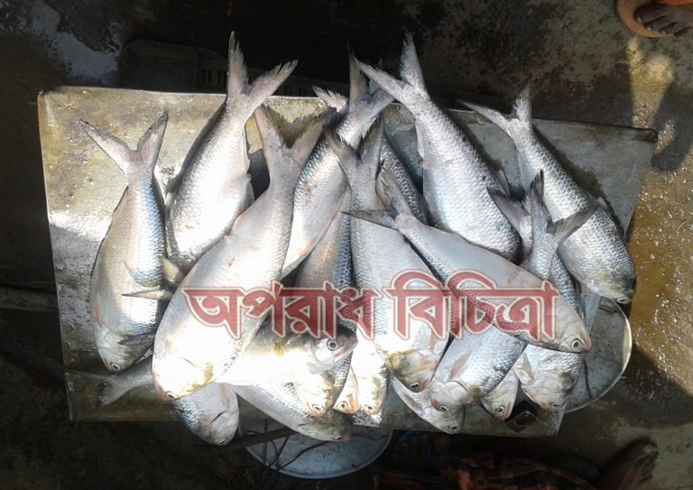 টাকা হলেই মা ইলিশ অবাধে পাওয়া যায় আইন শৃঙ্খলা বাহিনীর খবর নেই .দফারফায় ছয়লাভ
