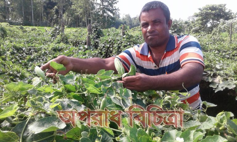 বন্যা হয়নি এবার সবজি চাষীর মুখে হাসি