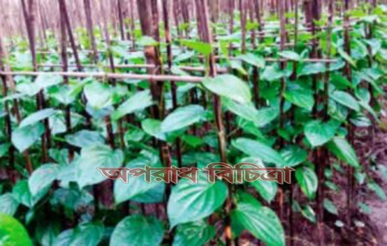 পান চাষ করে কৃষকের ভাগ্য বদল