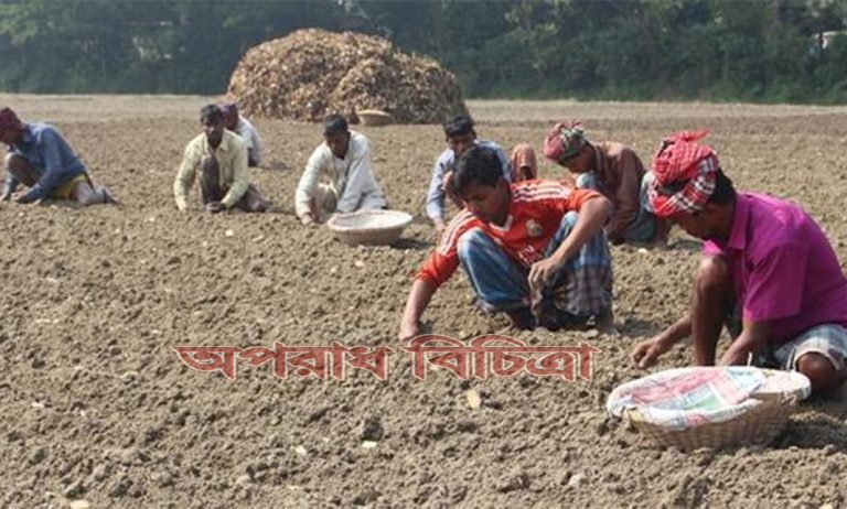 নতুন ধান ওঠার সঙ্গে সঙ্গে মাঠে চলছে আগাম আলু রোপণের কাজ।