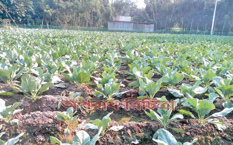 শীতকালীন সবজি চাষে ঝুকে পড়েছে কৃষকরা