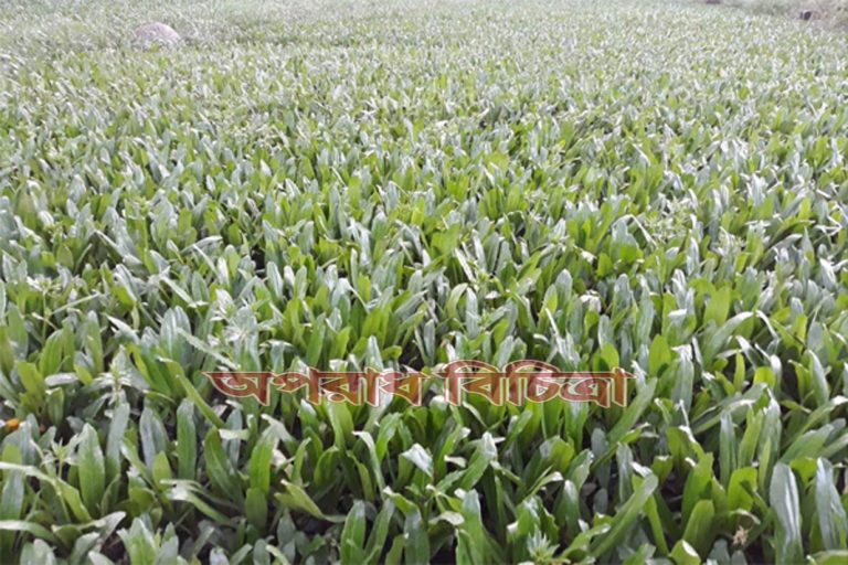 বিলাতি ধনিয়া চাষে নিরব বিপ্লব ঘটিয়েছেন চাষীরা