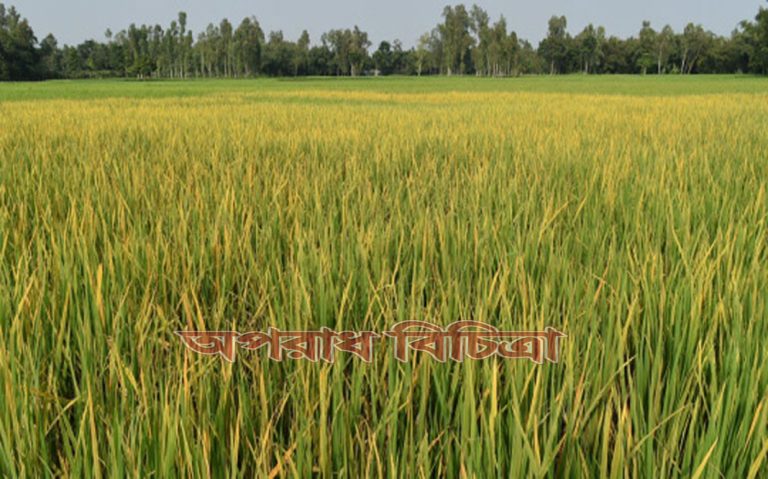 অনাবৃষ্টিসহ আমন ক্ষেতে পোকার আক্রমণ ও রোগ-বালাইয়ে দিশেহারা কৃষক