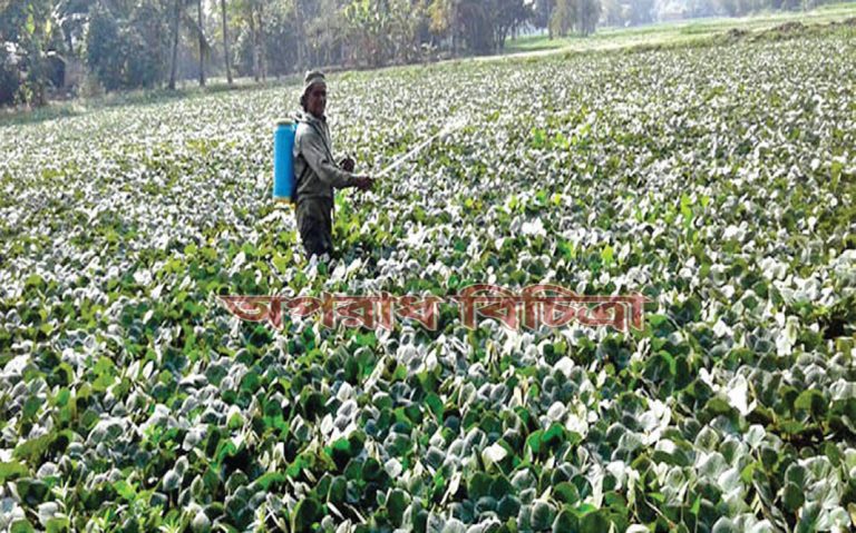কম খরচে বেশি লাভবান হওয়ায় কৃষকরা পানিফল চাষে ক্রমেই ঝুঁকে পড়ছেন