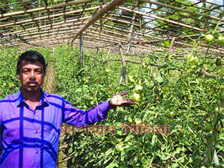 সিলেট কৃষি বিশ্ববিদ্যালয় টমেটো চাষে সাফল্য