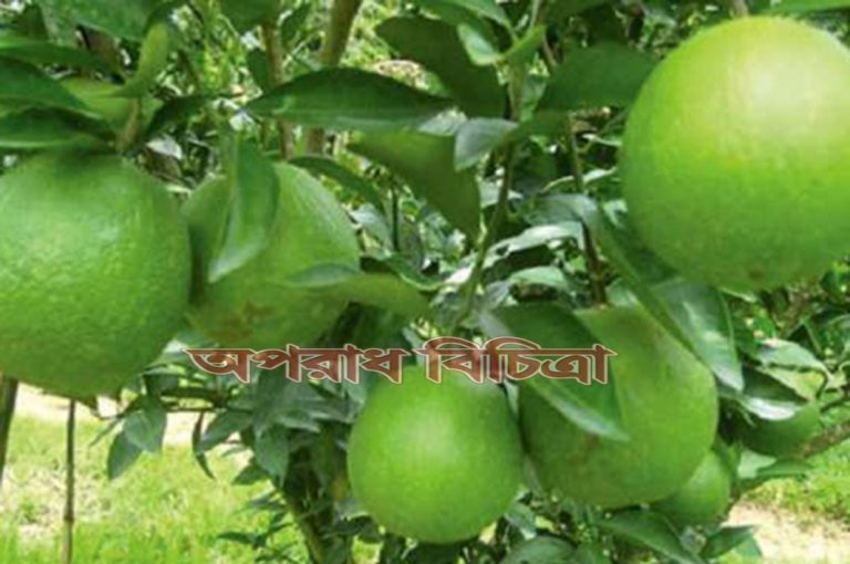 সবুজ পাতার ফাঁকে ফাঁকে ঝুলছে কাঁচা-পাকা মিষ্টি মালটা