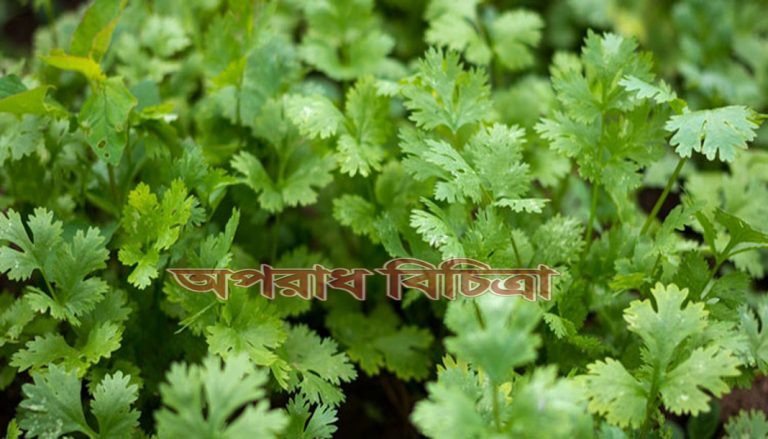 জেনে নিন ওজন কমাতে ধনেপাতার রসের উপকারিতা