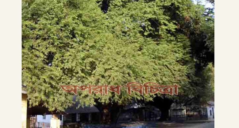 হাজারও রহস্যে ঘেরা এই তেঁতুল গাছগুলো কালের স্বাক্ষী হয়ে দাঁড়িয়ে রয়েছে