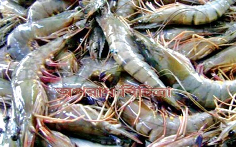 চিংড়ির দাম কমার পাশাপাশি উৎপাদনও কমেছে