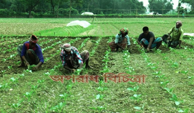 প্রত্যাশা ও প্রাপ্তির এক অনাবিল সুখে কর্মব্যস্ত সময় পার করছেন মেহেরপুরের চাষিরা