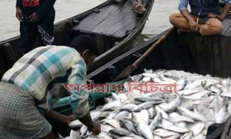 নদীতে একদিকে চলছে অভিযান, অন্যদিকে চুক্তিতে শিকার হচ্ছে মা ইলিশ