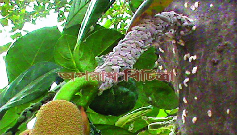 গাছের শত্রু আফ্রিকার জায়ান্ট মিলিবাগ বাংলাদেশে