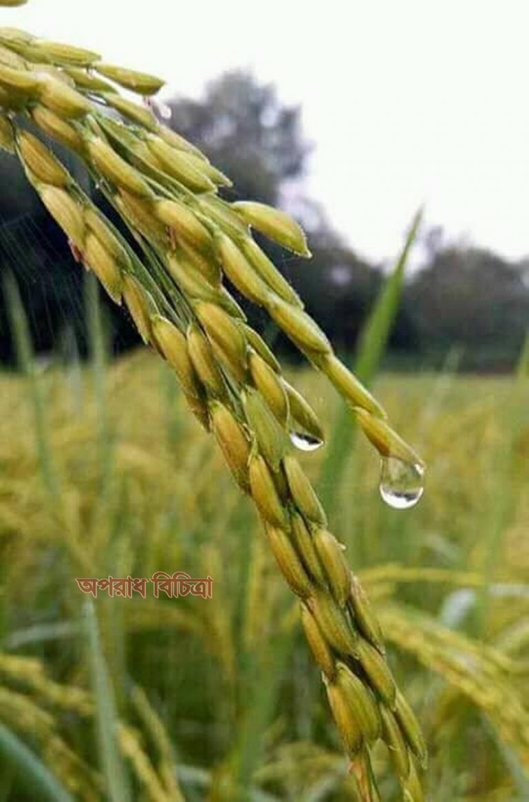 শিশির ভেজা ভোর!
