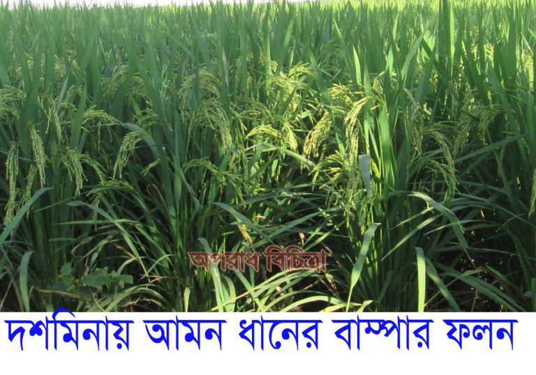 দশমিনায় চলতি আমন ফসলের বাম্পার ফলন