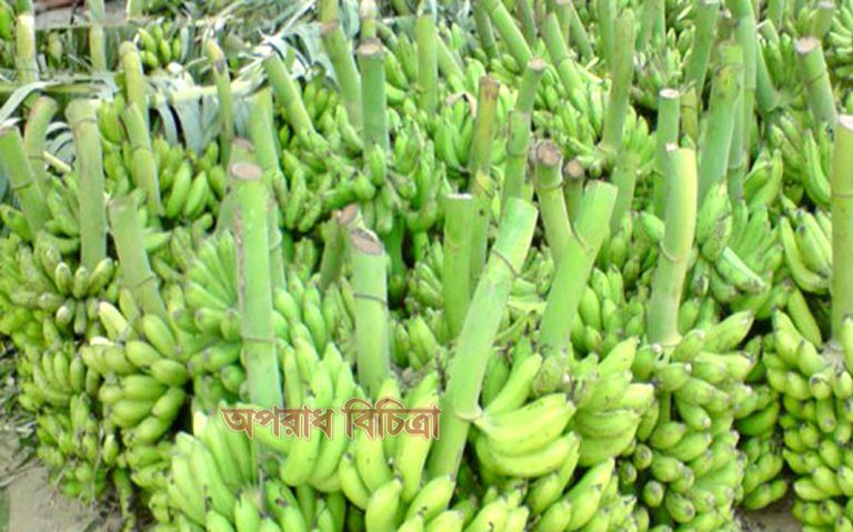 বিষাক্ত রাসায়নিক দিয়ে পাকানো হচ্ছে কলা