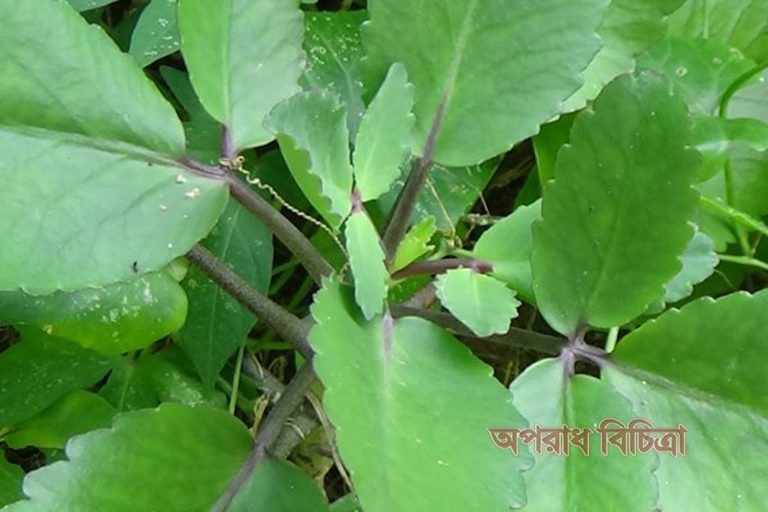 জেনে নিন পাথরকুচিপাতার যত গুন