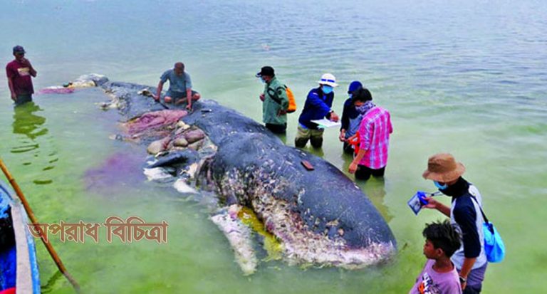মরা তিমির পেটে পাওয়া গেল কাপ, বোতল, স্যান্ডেল