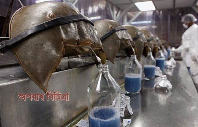 প্রতি লিটার কাঁকড়ার রক্তের দাম ১২ লক্ষ টাকারও বেশী